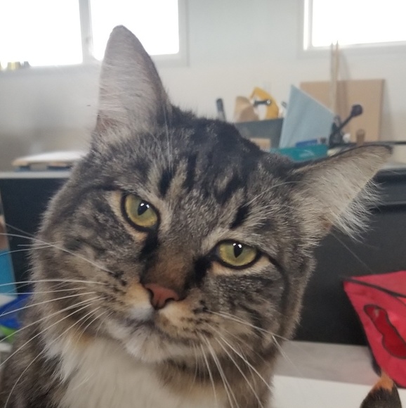 Meet your Posher, Naomi - Picture 1 of 1